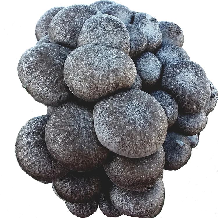 Premier Mushroom Blogs and Resources for Fungi Aficionados