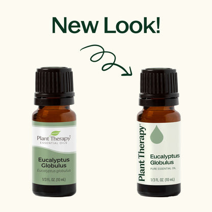 Eucalyptus Globulus Essential Oil